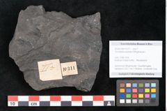 Foto (Objekt + Etikett) von Thinnfeldia australis Ettingshausen (NHMW-GEO-2024-0188-10311)